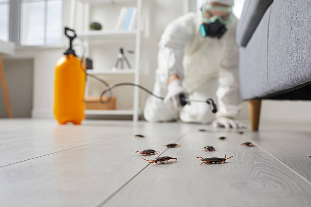 Trusted Cockroach Control service in Mohave Valley, AZ - Nex Pest Control