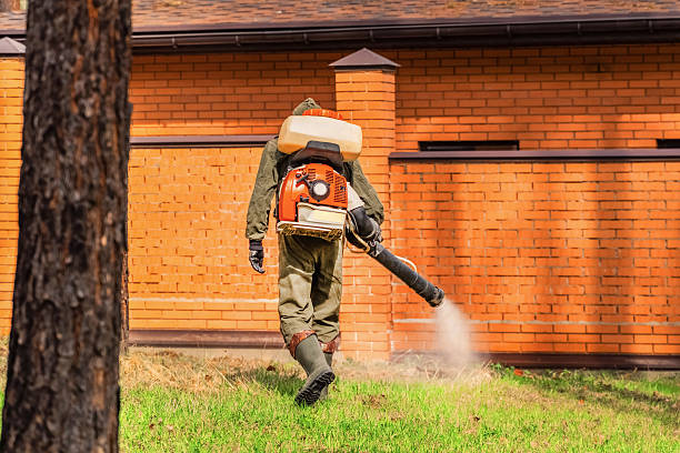 Trusted Ant Control service in Mohave Valley, AZ - Nex Pest Control